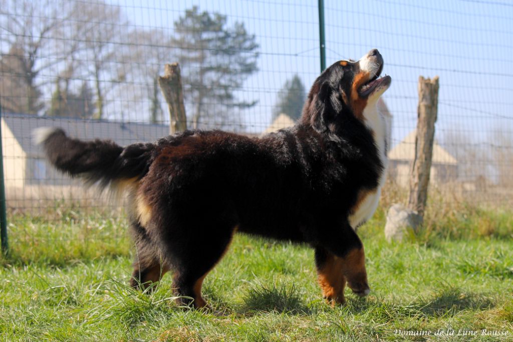 Vahiana Lord Of Berners