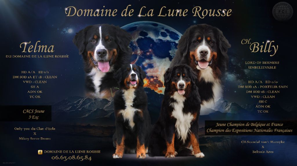 Du Domaine De La Lune Rousse - BEBES DISPONIBLE ET A NAITRE