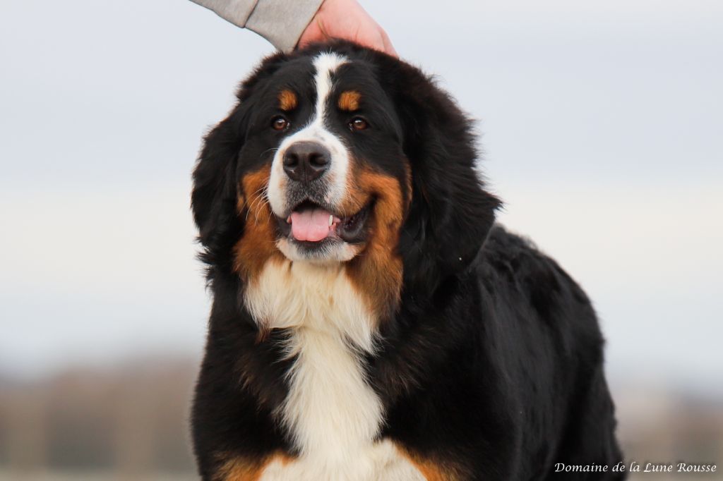 Vahiana Lord Of Berners