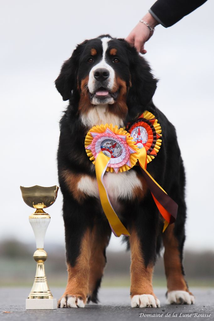 Vahiana Lord Of Berners