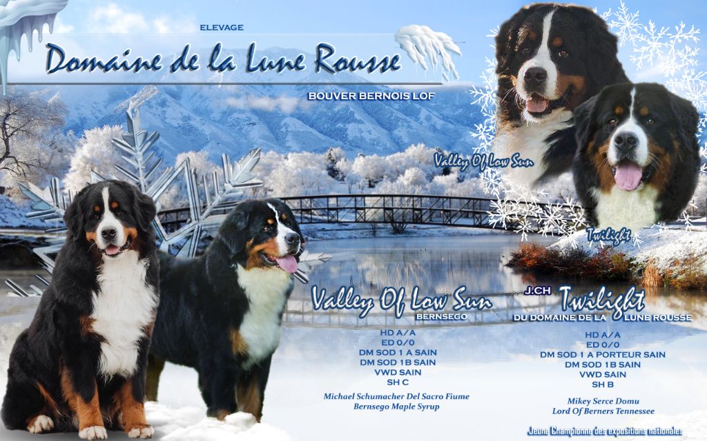 Du Domaine De La Lune Rousse - Chiot disponible  - Bouvier Bernois