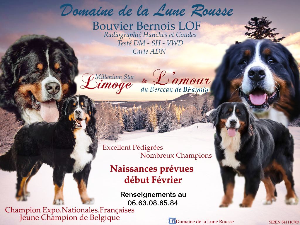 Du Domaine De La Lune Rousse - Bouvier Bernois - Portée née le 03/02/2020