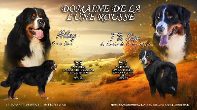 Du Domaine De La Lune Rousse - Bouvier Bernois - Portée née le 28/05/2024