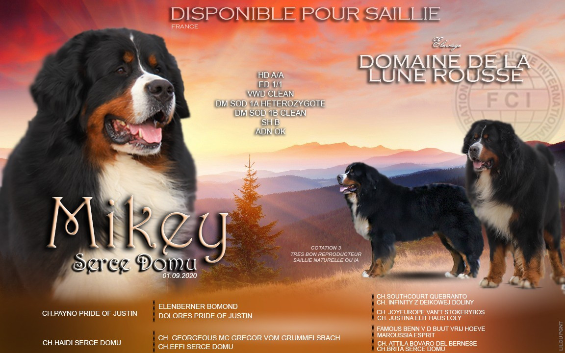 Mikey dit miky serce domu