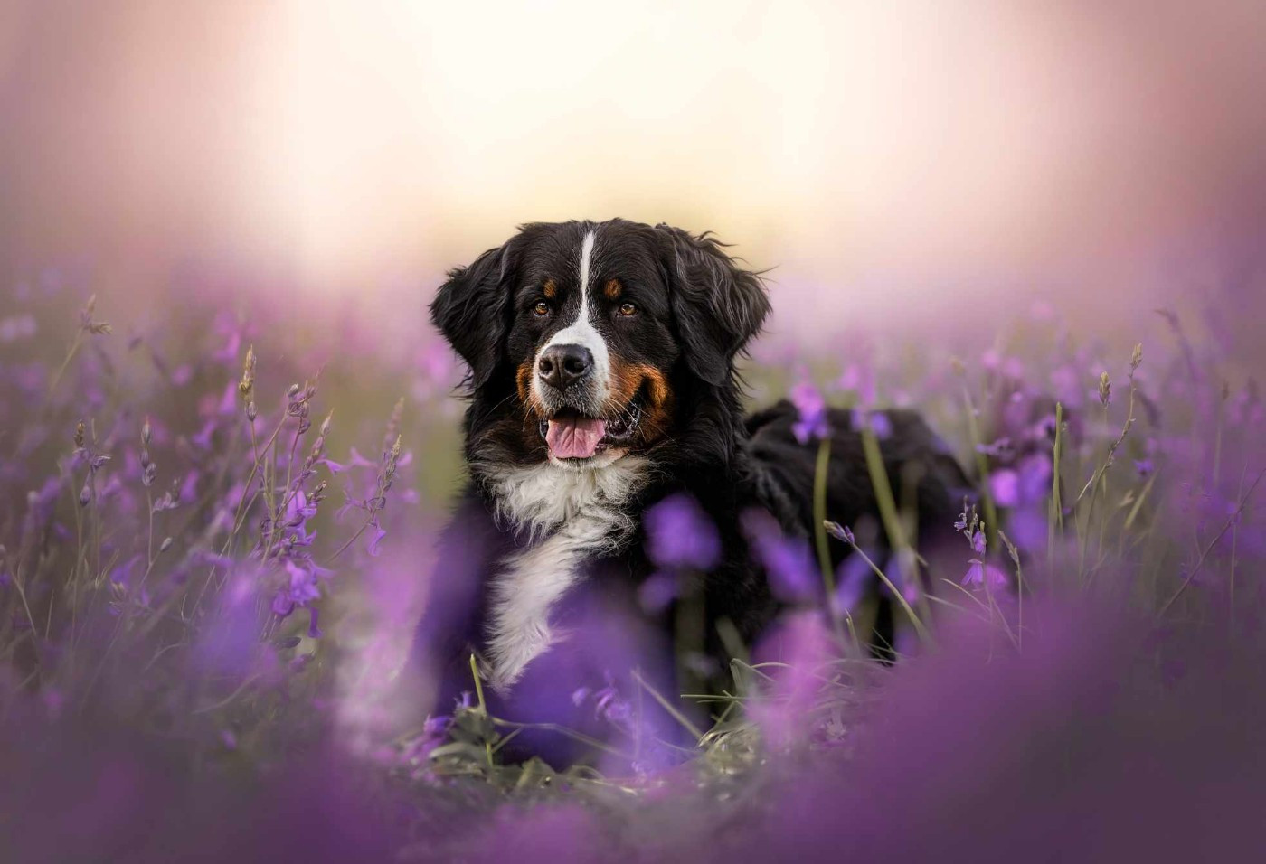 Telma Du Domaine De La Lune Rousse