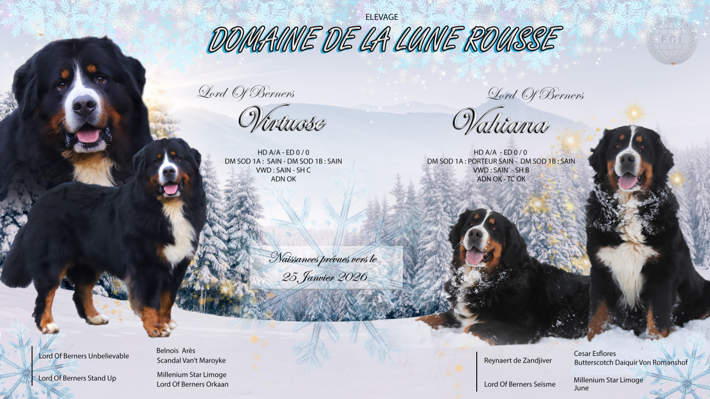 Du Domaine De La Lune Rousse - Bouvier Bernois - Portée née le 24/01/2026