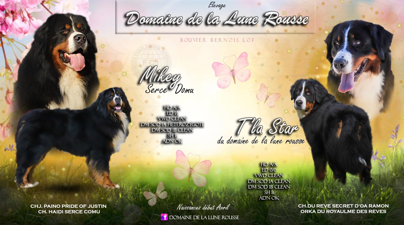 Du Domaine De La Lune Rousse - Bouvier Bernois - Portée née le 03/04/2025