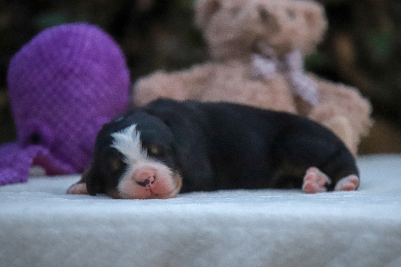 Du Domaine De La Lune Rousse - Chiots disponibles - Bouvier Bernois