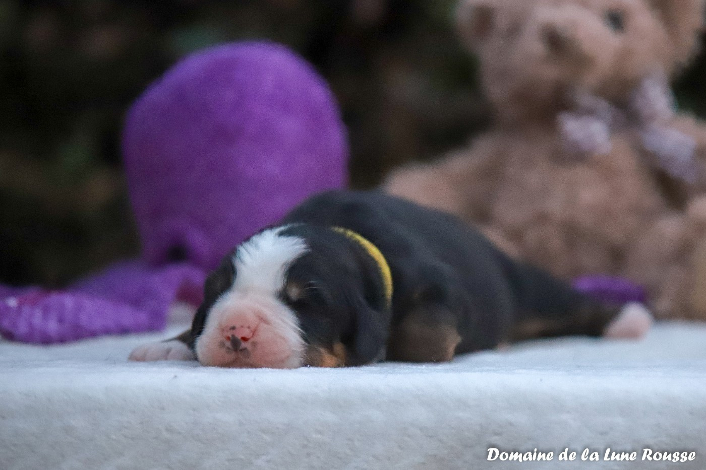 Du Domaine De La Lune Rousse - Chiots disponibles - Bouvier Bernois