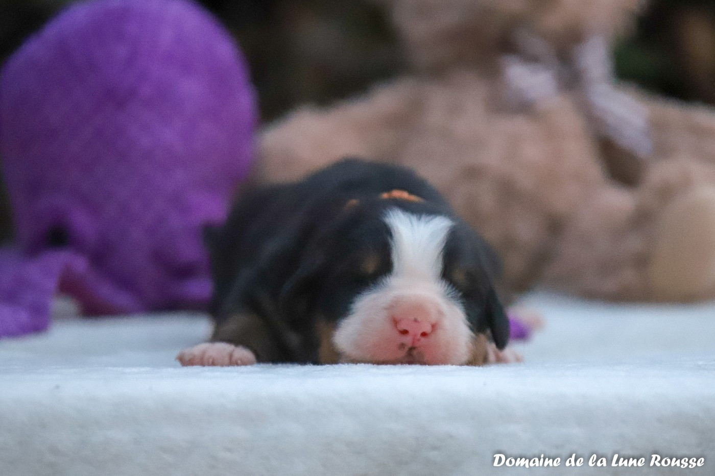Du Domaine De La Lune Rousse - Chiots disponibles - Bouvier Bernois
