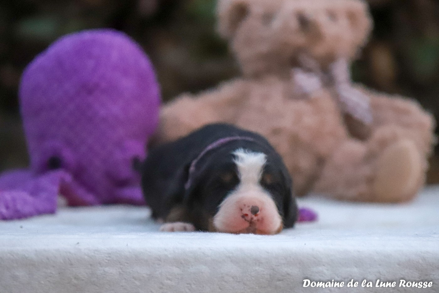 Du Domaine De La Lune Rousse - Chiots disponibles - Bouvier Bernois