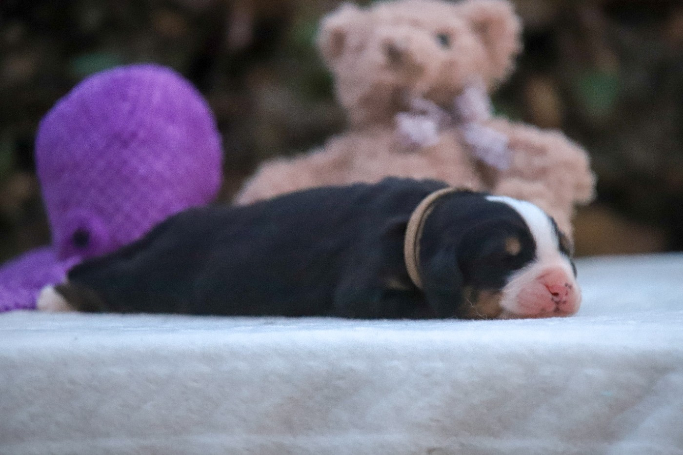 Du Domaine De La Lune Rousse - Chiots disponibles - Bouvier Bernois
