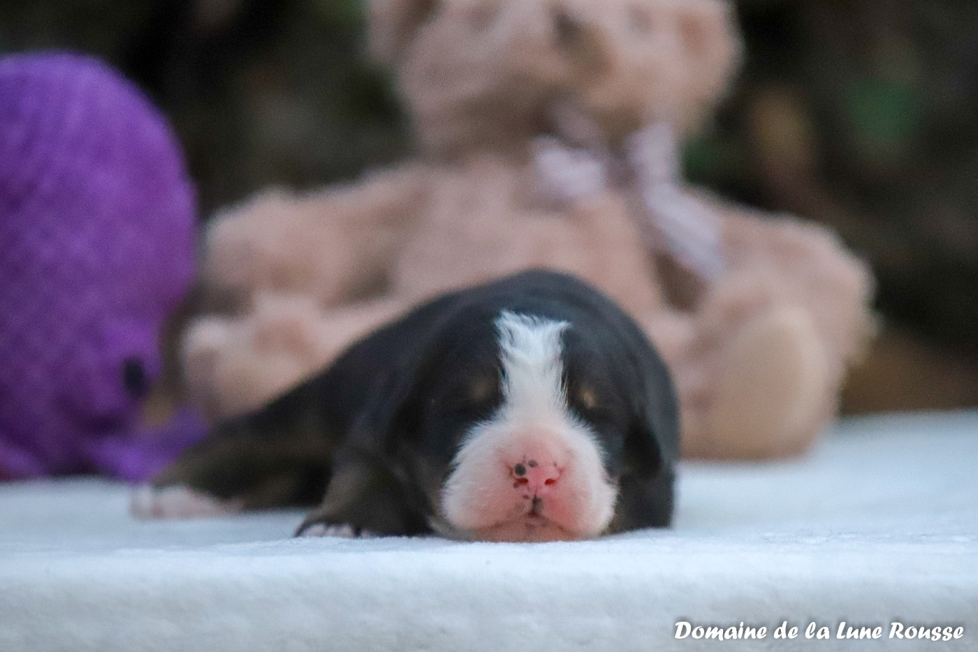 Du Domaine De La Lune Rousse - Chiots disponibles - Bouvier Bernois