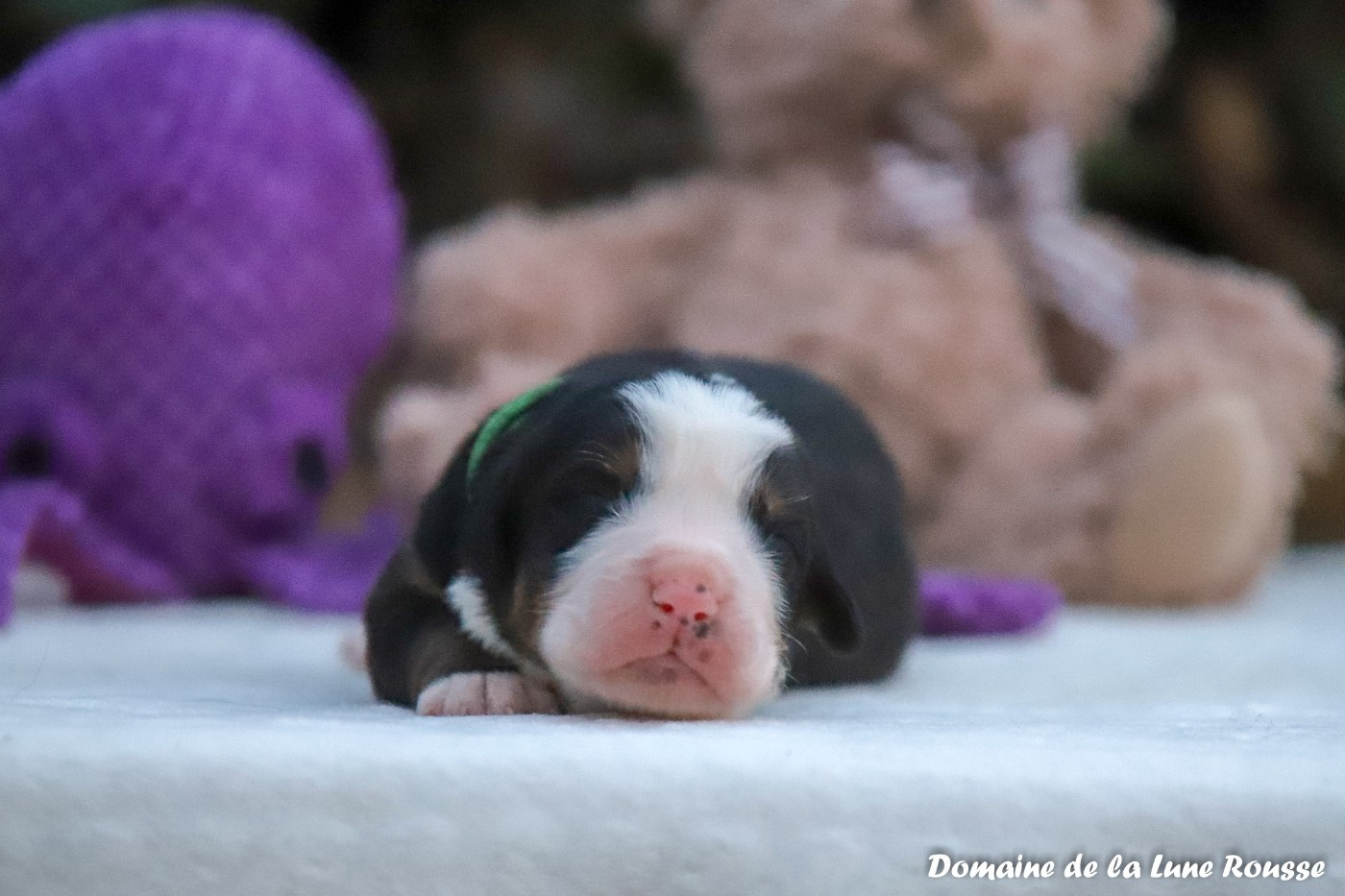 Du Domaine De La Lune Rousse - Chiots disponibles - Bouvier Bernois