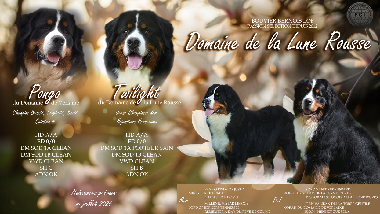 Chiot Bouvier Bernois Du Domaine De La Lune Rousse