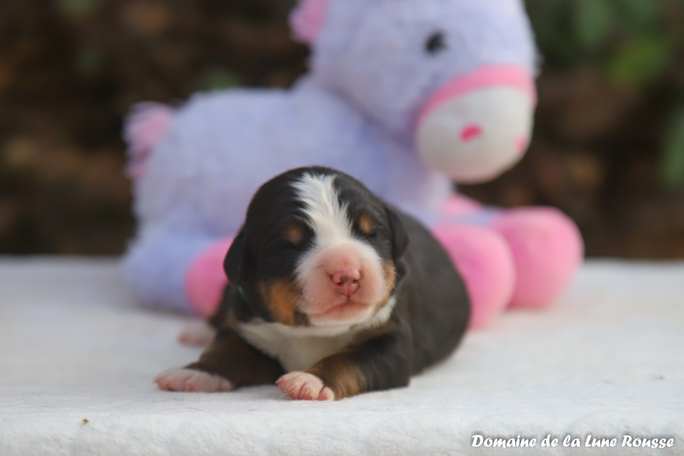 Du Domaine De La Lune Rousse - Chiots disponibles - Bouvier Bernois