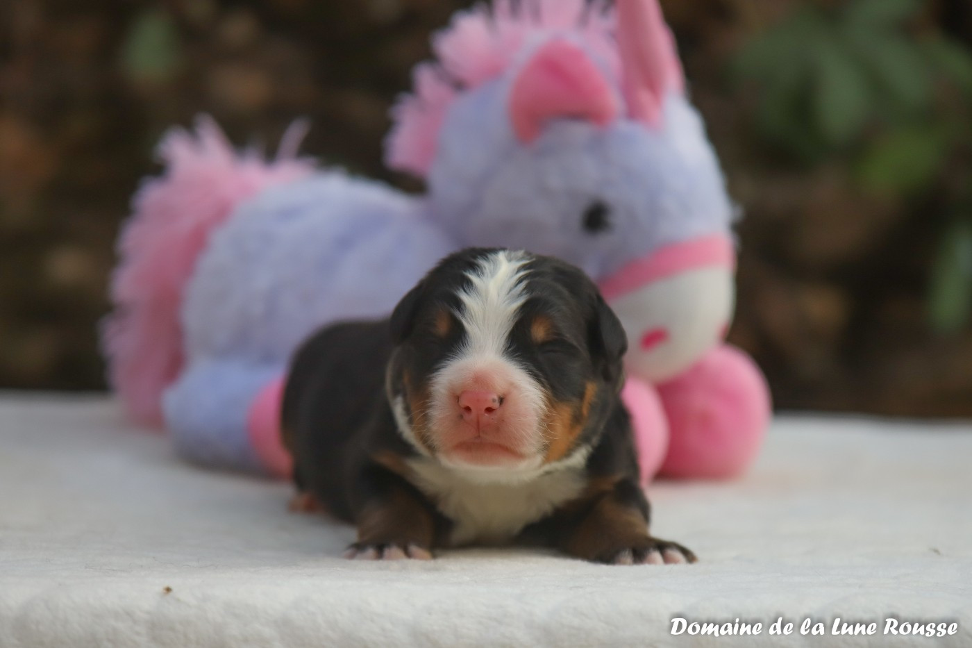 Du Domaine De La Lune Rousse - Chiots disponibles - Bouvier Bernois