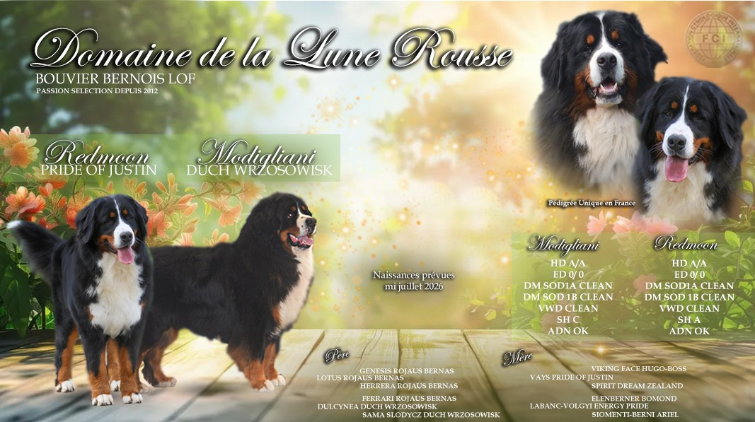 Chiot Bouvier Bernois Du Domaine De La Lune Rousse