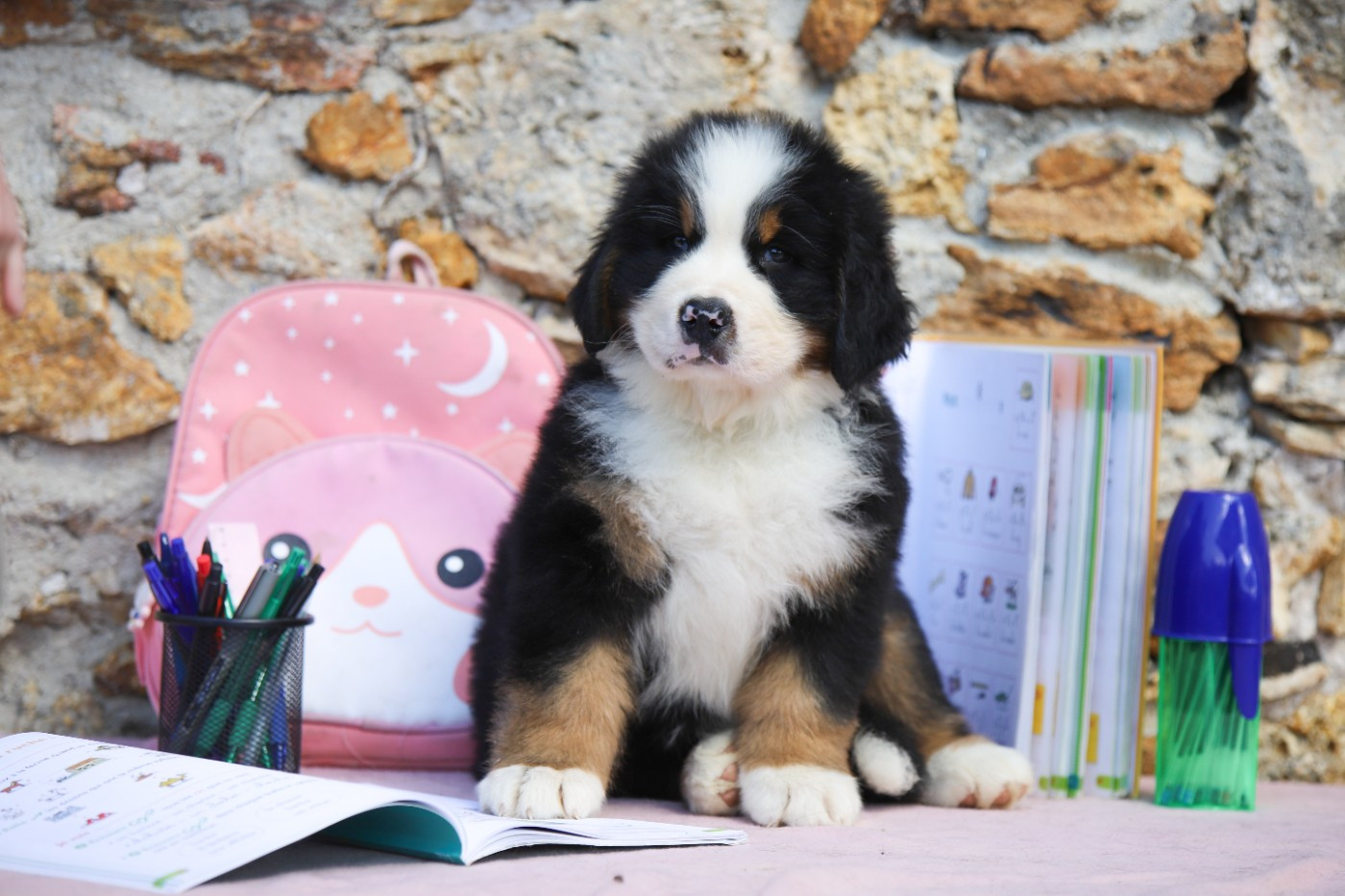 Du Domaine De La Lune Rousse - Chiots disponibles - Bouvier Bernois