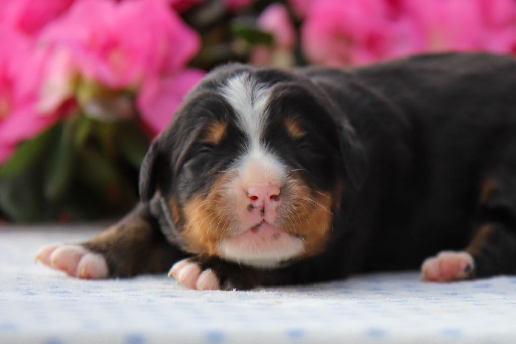 Du Domaine De La Lune Rousse - Chiots disponibles - Bouvier Bernois