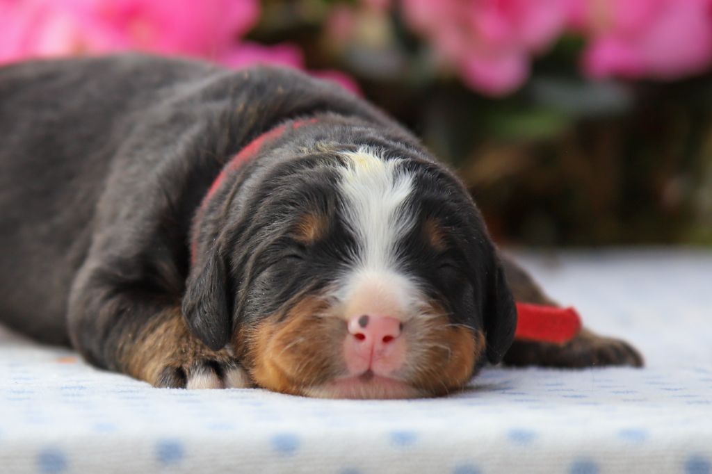 Du Domaine De La Lune Rousse - Chiots disponibles - Bouvier Bernois